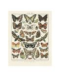 Papillons III-Adolphe Millot-Art Print