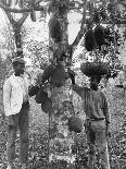 Tom Cringle's Cotton Tree, Spanish Town Road, Jamaica, C1905-Adolphe & Son Duperly-Giclee Print