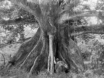 Tom Cringle's Cotton Tree, Spanish Town Road, Jamaica, C1905-Adolphe & Son Duperly-Giclee Print