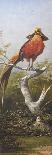 Oiseau exotique rouge-Adolphe Yvon-Giclee Print