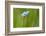 Adonis blue butterfly resting on Clover, Upper Bavaria, Germany-Konrad Wothe-Framed Photographic Print