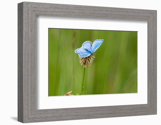 Adonis blue butterfly resting on Clover, Upper Bavaria, Germany-Konrad Wothe-Framed Photographic Print