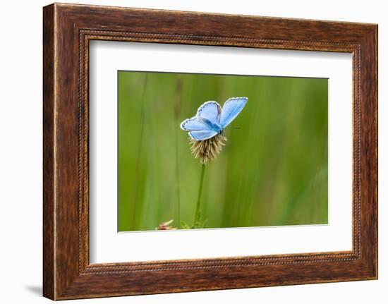 Adonis blue butterfly resting on Clover, Upper Bavaria, Germany-Konrad Wothe-Framed Photographic Print