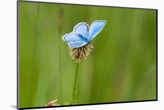 Adonis blue butterfly resting on Clover, Upper Bavaria, Germany-Konrad Wothe-Mounted Photographic Print