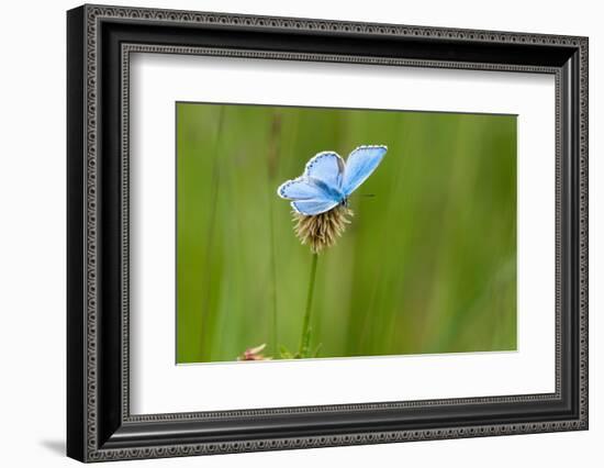 Adonis blue butterfly resting on Clover, Upper Bavaria, Germany-Konrad Wothe-Framed Photographic Print