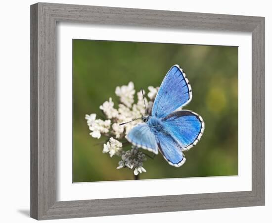 Adonis Blue Butterfly-Adrian Bicker-Framed Photographic Print