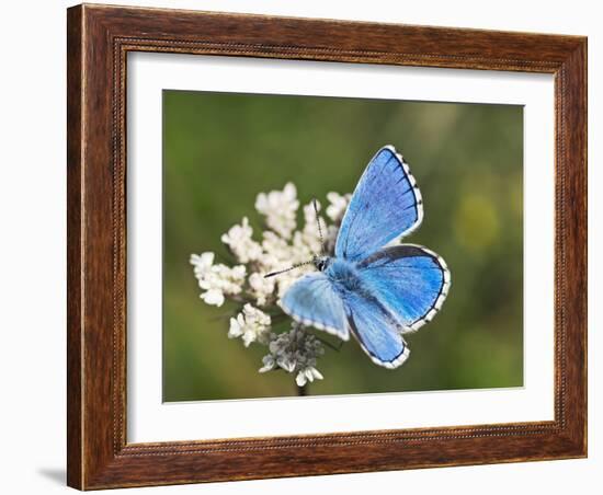 Adonis Blue Butterfly-Adrian Bicker-Framed Photographic Print