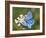 Adonis Blue Butterfly-Adrian Bicker-Framed Photographic Print