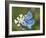 Adonis Blue Butterfly-Adrian Bicker-Framed Photographic Print