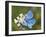 Adonis Blue Butterfly-Adrian Bicker-Framed Photographic Print