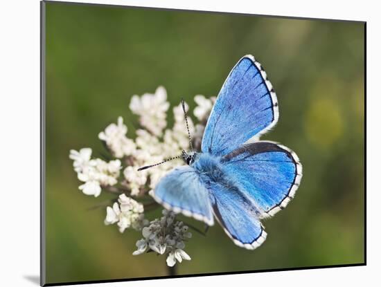 Adonis Blue Butterfly-Adrian Bicker-Mounted Photographic Print