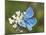 Adonis Blue Butterfly-Adrian Bicker-Mounted Photographic Print