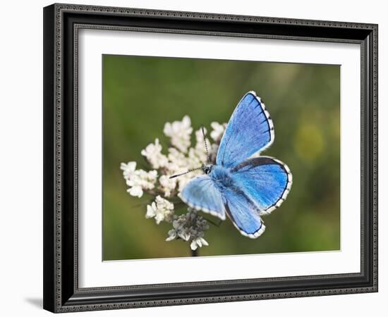 Adonis Blue Butterfly-Adrian Bicker-Framed Photographic Print