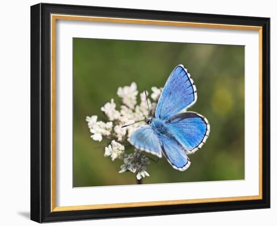 Adonis Blue Butterfly-Adrian Bicker-Framed Photographic Print