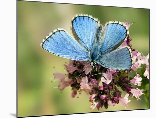 Adonis Blue Male Feeding on Marjoram, Oxfordshire, England, UK-Andy Sands-Mounted Photographic Print