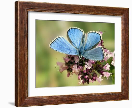 Adonis Blue Male Feeding on Marjoram, Oxfordshire, England, UK-Andy Sands-Framed Photographic Print