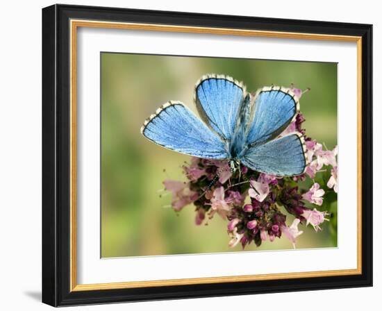 Adonis Blue Male Feeding on Marjoram, Oxfordshire, England, UK-Andy Sands-Framed Photographic Print