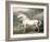 Adonis, King George III's Favourite Charger-James Ward-Framed Giclee Print