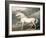 Adonis, King George III's Favourite Charger-James Ward-Framed Giclee Print