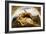 Adonis Wounded-Briton Rivière-Framed Giclee Print