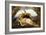 Adonis Wounded-Briton Rivière-Framed Giclee Print
