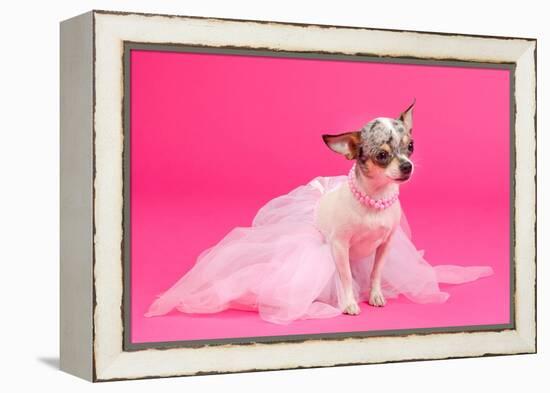 Adorable Chihuahua Dressed Like Ballerina Dancer-vitalytitov-Framed Premier Image Canvas