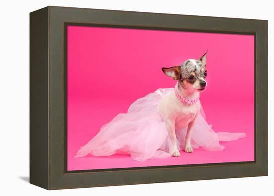 Adorable Chihuahua Dressed Like Ballerina Dancer-vitalytitov-Framed Premier Image Canvas