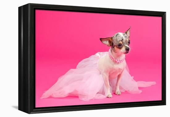 Adorable Chihuahua Dressed Like Ballerina Dancer-vitalytitov-Framed Premier Image Canvas