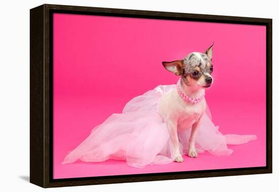 Adorable Chihuahua Dressed Like Ballerina Dancer-vitalytitov-Framed Premier Image Canvas