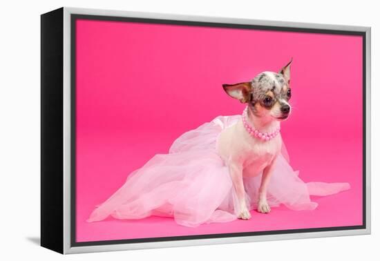 Adorable Chihuahua Dressed Like Ballerina Dancer-vitalytitov-Framed Premier Image Canvas