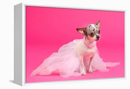 Adorable Chihuahua Dressed Like Ballerina Dancer-vitalytitov-Framed Premier Image Canvas