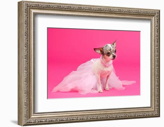 Adorable Chihuahua Dressed Like Ballerina Dancer-vitalytitov-Framed Photographic Print