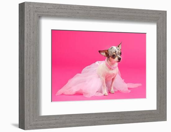 Adorable Chihuahua Dressed Like Ballerina Dancer-vitalytitov-Framed Photographic Print