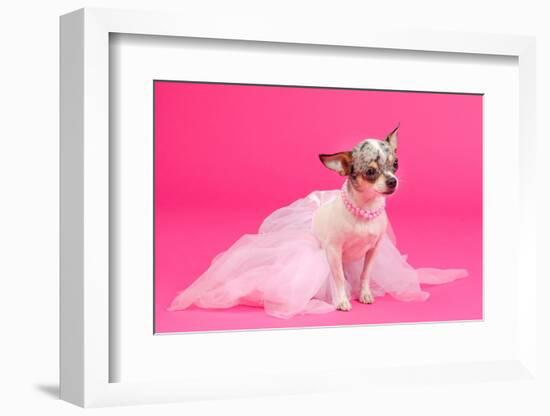 Adorable Chihuahua Dressed Like Ballerina Dancer-vitalytitov-Framed Photographic Print