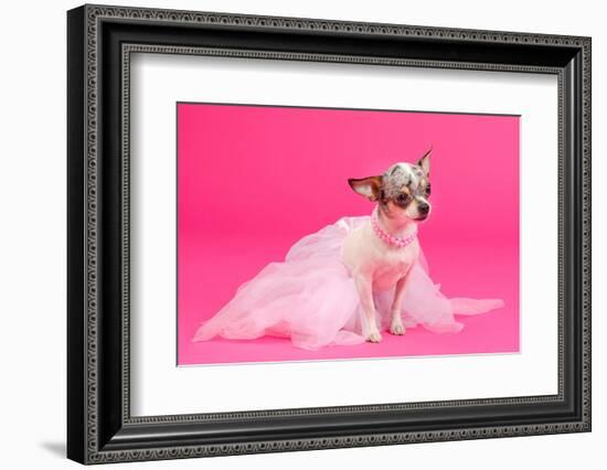 Adorable Chihuahua Dressed Like Ballerina Dancer-vitalytitov-Framed Photographic Print