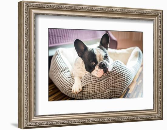 Adorable French Bulldog on the Lair-Patryk Kosmider-Framed Photographic Print