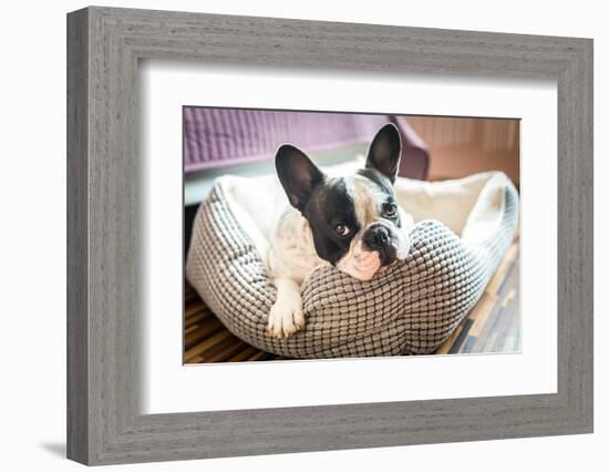 Adorable French Bulldog on the Lair-Patryk Kosmider-Framed Photographic Print