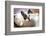 Adorable French Bulldog on the Lair-Patryk Kosmider-Framed Photographic Print