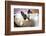 Adorable French Bulldog on the Lair-Patryk Kosmider-Framed Photographic Print