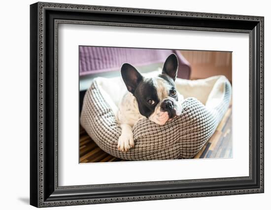 Adorable French Bulldog on the Lair-Patryk Kosmider-Framed Photographic Print