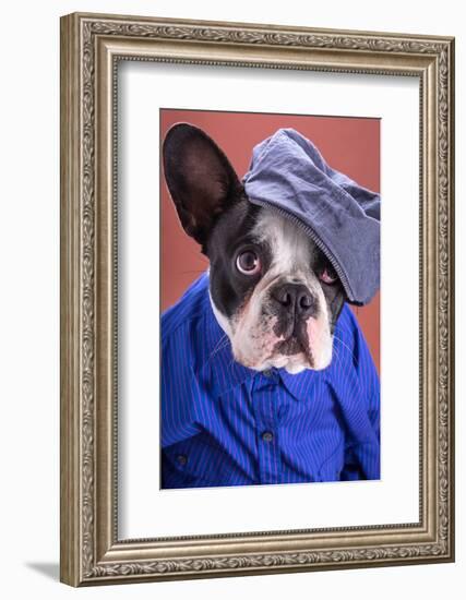 Adorable French Bulldog Wearing Blue Shirt On Brown Background-Patryk Kosmider-Framed Photographic Print