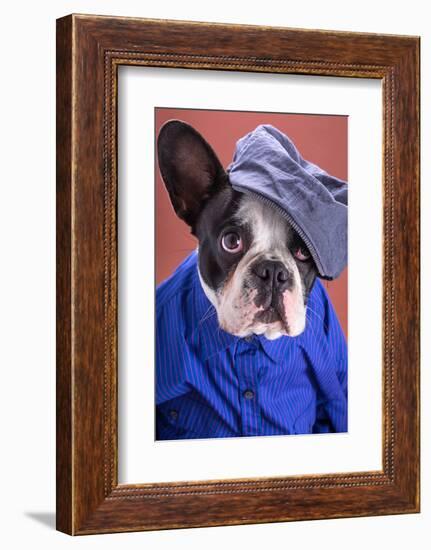 Adorable French Bulldog Wearing Blue Shirt On Brown Background-Patryk Kosmider-Framed Photographic Print