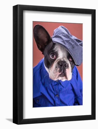 Adorable French Bulldog Wearing Blue Shirt On Brown Background-Patryk Kosmider-Framed Photographic Print