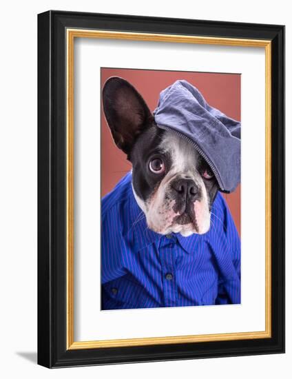 Adorable French Bulldog Wearing Blue Shirt On Brown Background-Patryk Kosmider-Framed Photographic Print