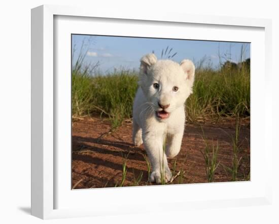 Adorable Portrait of a White Lion Cub Walking and Smiling with Direct Eye Contact.-Karine Aigner-Framed Photographic Print