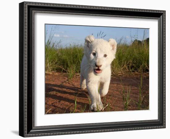 Adorable Portrait of a White Lion Cub Walking and Smiling with Direct Eye Contact.-Karine Aigner-Framed Photographic Print