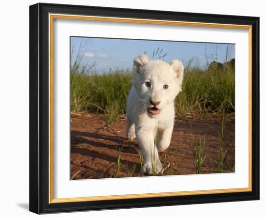 Adorable Portrait of a White Lion Cub Walking and Smiling with Direct Eye Contact.-Karine Aigner-Framed Photographic Print