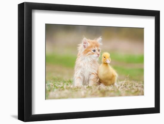 Adorable Red Kitten with Little Duckling-Grigorita Ko-Framed Photographic Print