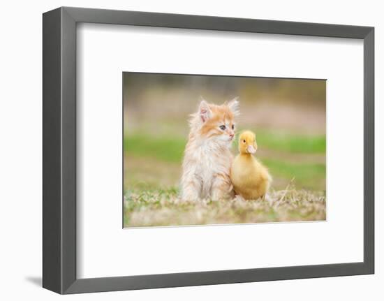 Adorable Red Kitten with Little Duckling-Grigorita Ko-Framed Photographic Print