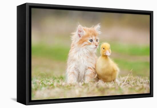 Adorable Red Kitten with Little Duckling-Grigorita Ko-Framed Premier Image Canvas